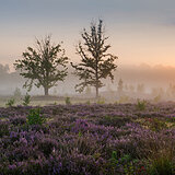 Sunrise at the heathlands